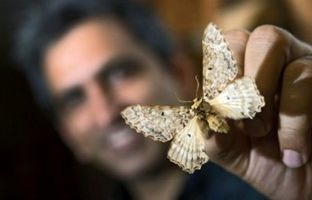 دانشمندان گونه جدید پروانه‌ای عجیب را کشف کردند 