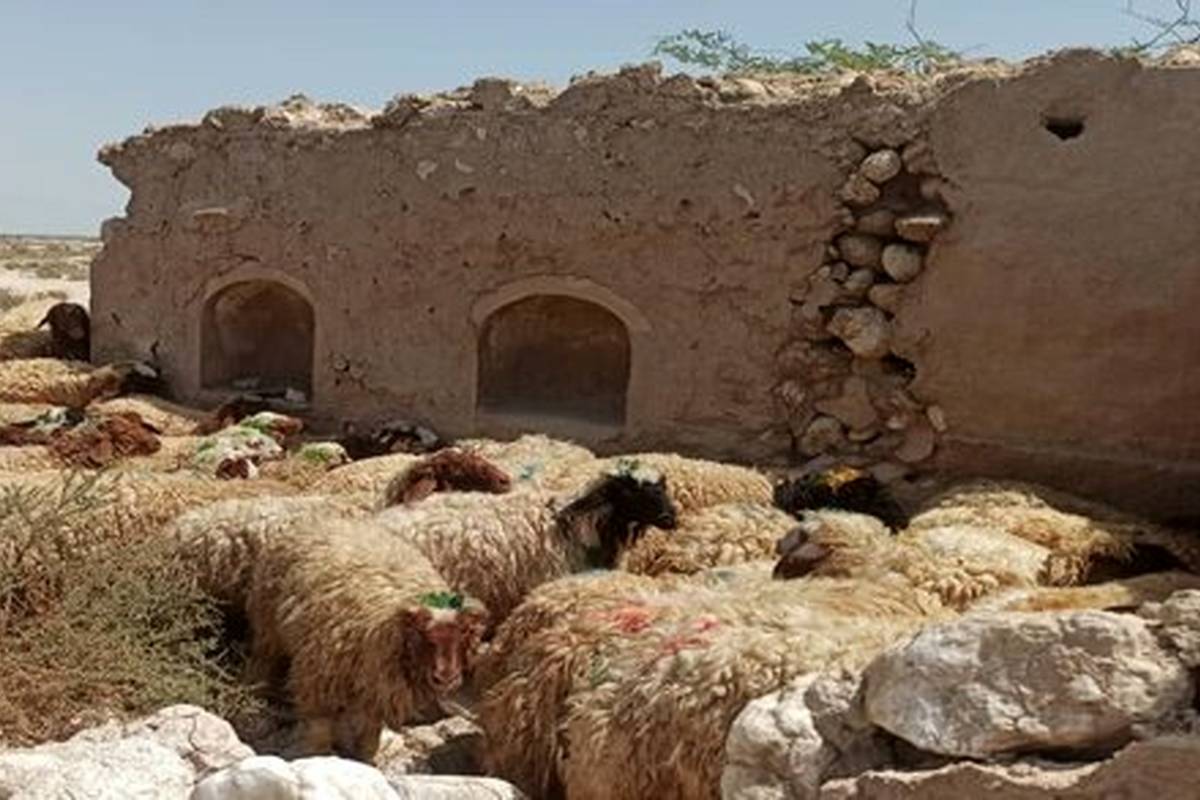 قیمت جدید دامزنده امروز ۱۱ مهر ۱۴۰۳ اعلام شد