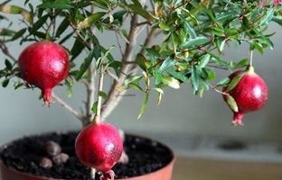 آموزش کاشت درخت انار در گلدان /فوت و فن نگهداری درخت انار در گلدان 