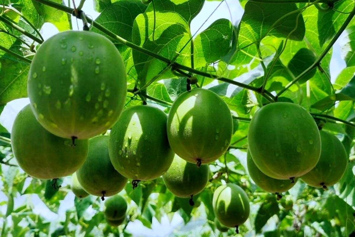 میوه مانک؛ میوهای شگفتانگیز شبیه گردو که ۳۰۰ برابر از قند شیرینتر است!