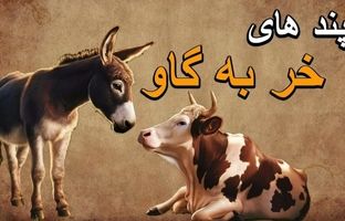 حکایت نصحیت خرکی/ نونت نبود، آبت نبود، نصیحت کردنت چی بود؟