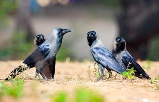 خوراندن سم به کلاغ‌ها برای کاهش جمعیت آن‌ها + ویدئو
