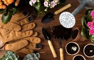 چگونه گلدان گیاهان را تعویض کنیم؟