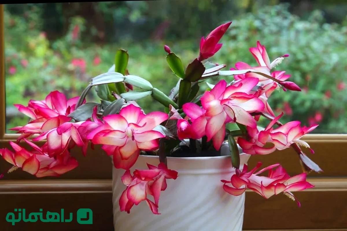 باور نمی‌کنید این‌ها کاکتوس‌اند! | ۶ کاکتوس خاص با برگ و گل‌های شگفت‌انگیز

