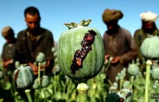 نحوه عجیب خرید و فروش تریاک در افغانستان! + ویدئو