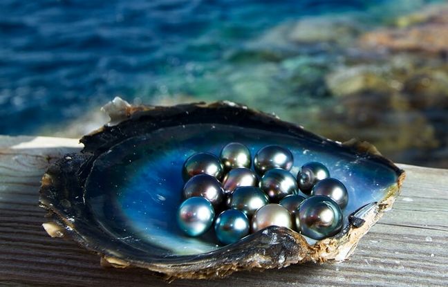 طریقه جالب کشت مروارید/ همه مروارید‌هایی که دارید طبیعی نیستند! + ویدئو