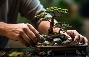 با این گیاهان آپارتمانی، شانس و ثروت را به خانه‌تان بیاورید