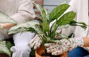 فوت و فن نگهداری آگلونما در آپارتمان ؛ علت زرد شدن برگ‌ آگلونما چیست ؟ 