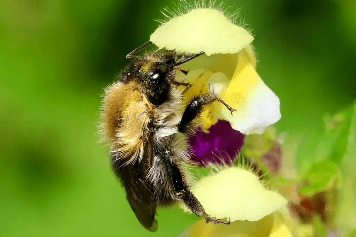 کشف جدید: زنبورهای عسل حس بویایی خود را بهخاطر گرما از دست میدهند