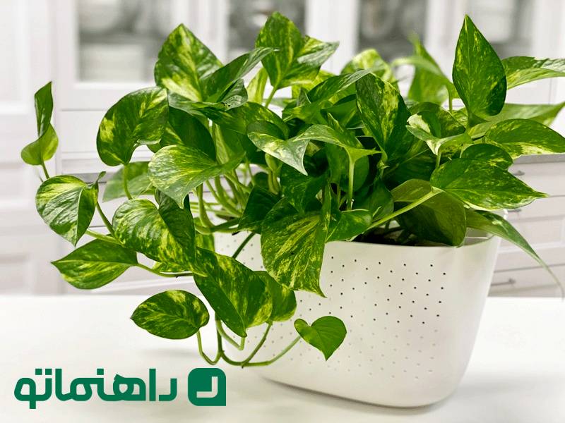 گیاه پتوس چگونه گیاهی است و چطور از آن مراقبت کنیم؟