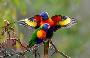 چرا حیوانات مناطق گرمسیری این‌قدر «رنگارنگ» هستند؟
