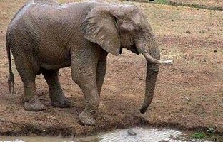 فیلمی عجیب از یک فیل که خرطومش سوراخ است و نمی‌تواند آب بخورد! + ویدئو
