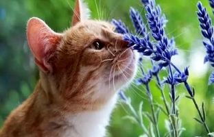 کدام حیوان بهترین حس بویایی را دارد؟ 