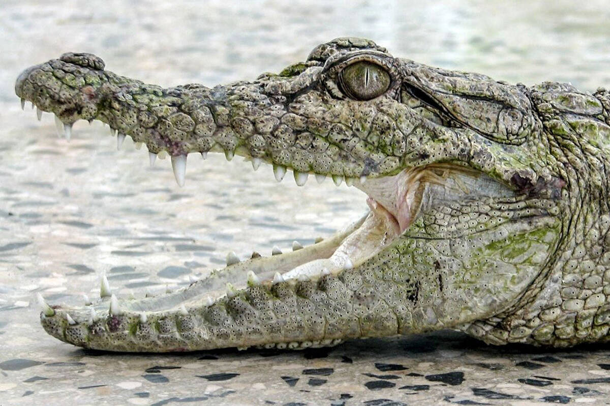 (ویدئو) استتار ماهرانه تمساح غاریال به شکل یه کنده چوبی