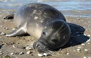 تصاویری از فک خزدار آلبینو در بین فک‌های سیاه+ ویدئو