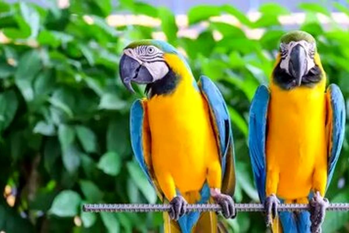 بهترین گونههای طوطی برای یادگیری و تقلید صدای انسان