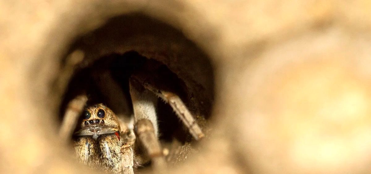 عنکبوتی که رکورد «طول عمر» را شکست