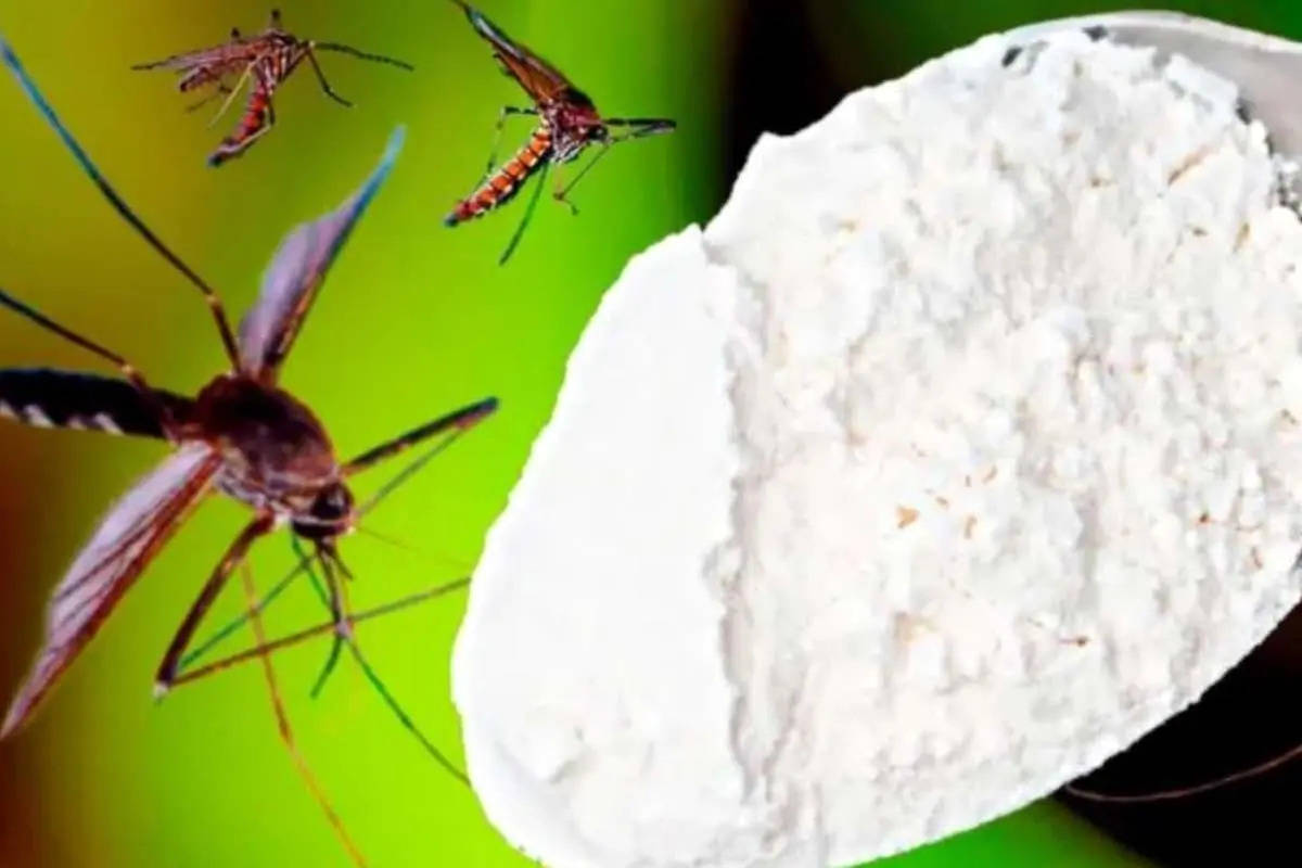 روش طبیعی برای دفع پشه کوره و حشرات از خانه + ویدئو