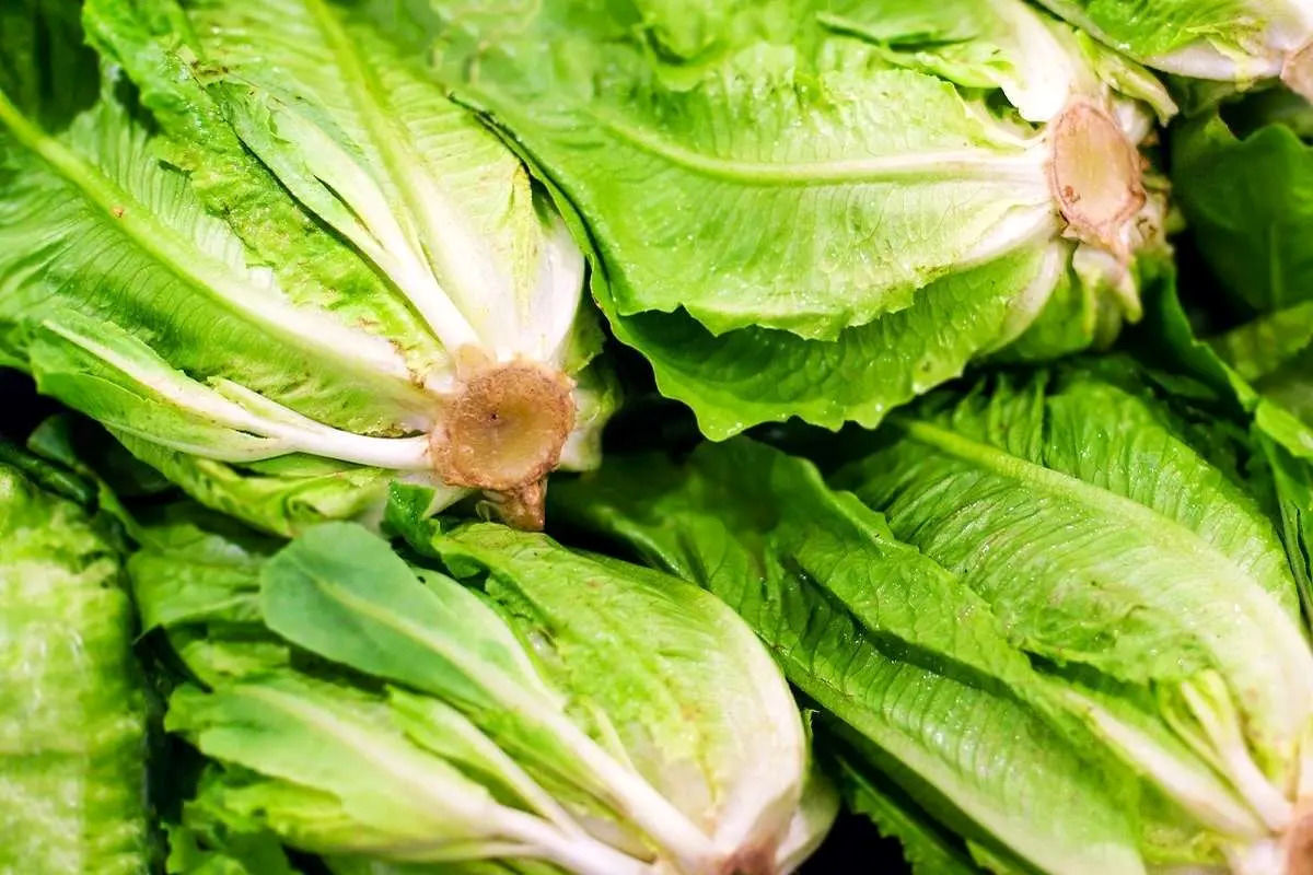 آموزش کاشت کاهو با ته کاهو + ویدئو