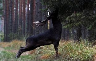 گوزن سیاه بسیار کمیاب در جنگل مشاهده شد + ویدئو