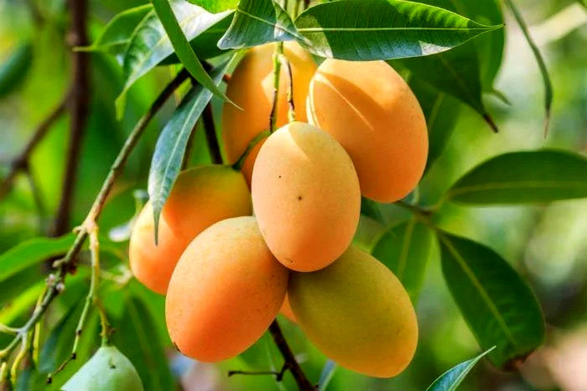 چه کسانی نباید انبه بخورند؟
