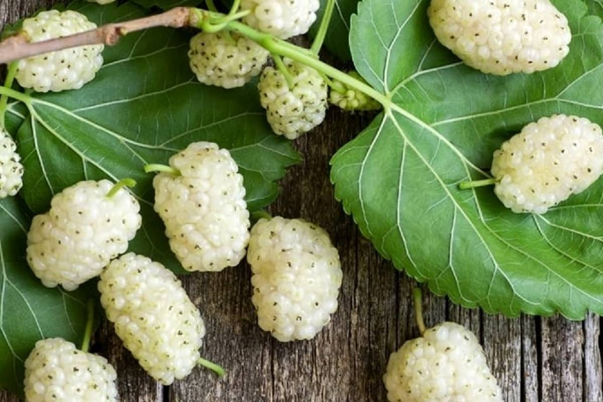 خوردن این میوه برابر است با یک داروی ضدافسردگی!