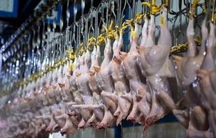 قیمت گوشت مرغ، امروز دوشنبه ۵ آذر ۱۴۰۳