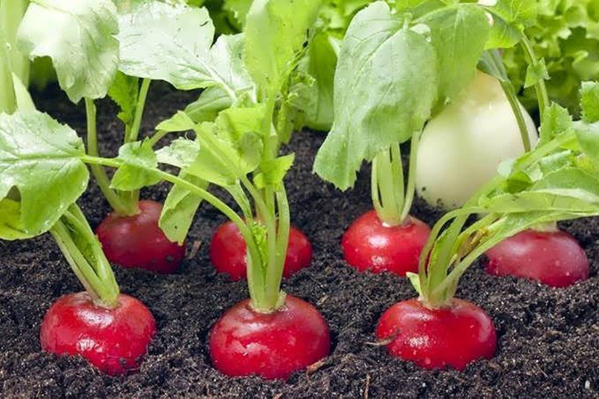 آموزش کاشت تربچه در باغچه در کمتر از ۱۰ روز + ویدئو