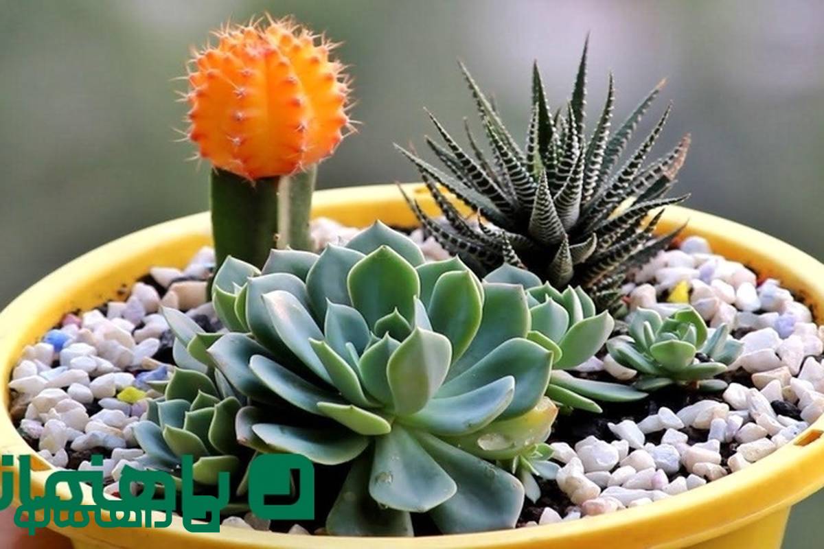 ساکولنت چیست؟ زیباترین گیاهان آپارتمانی ساکولنت برای مبتدی ها