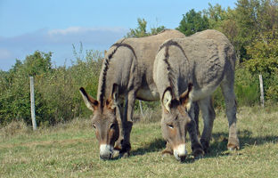 گول نخورید؛ چرا ane پرسرچ‌ترین واژه گوگل شد؟ 