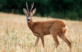 لحظه شکار یک گوزن توسط گربه وحشی + ویدئو