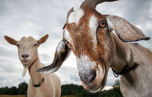 اثرات تنش عصبی بر روی بز حامله! + ویدئو