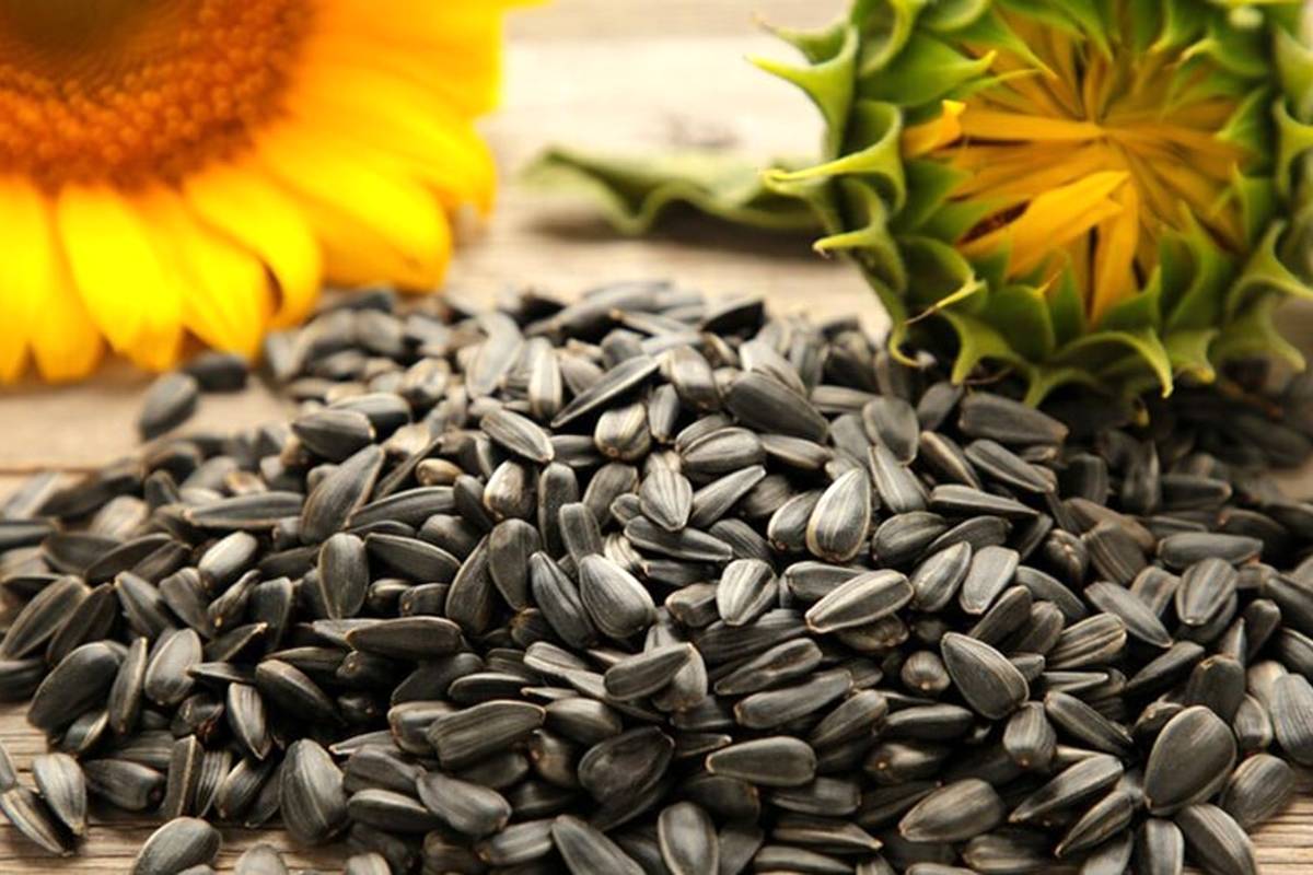 خواص تخمه آفتابگردان برای سلامتی؛ یک دانه کوچک با فواید بینظیر