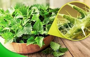 خواص دارویی متفاوت گیاه گزنه