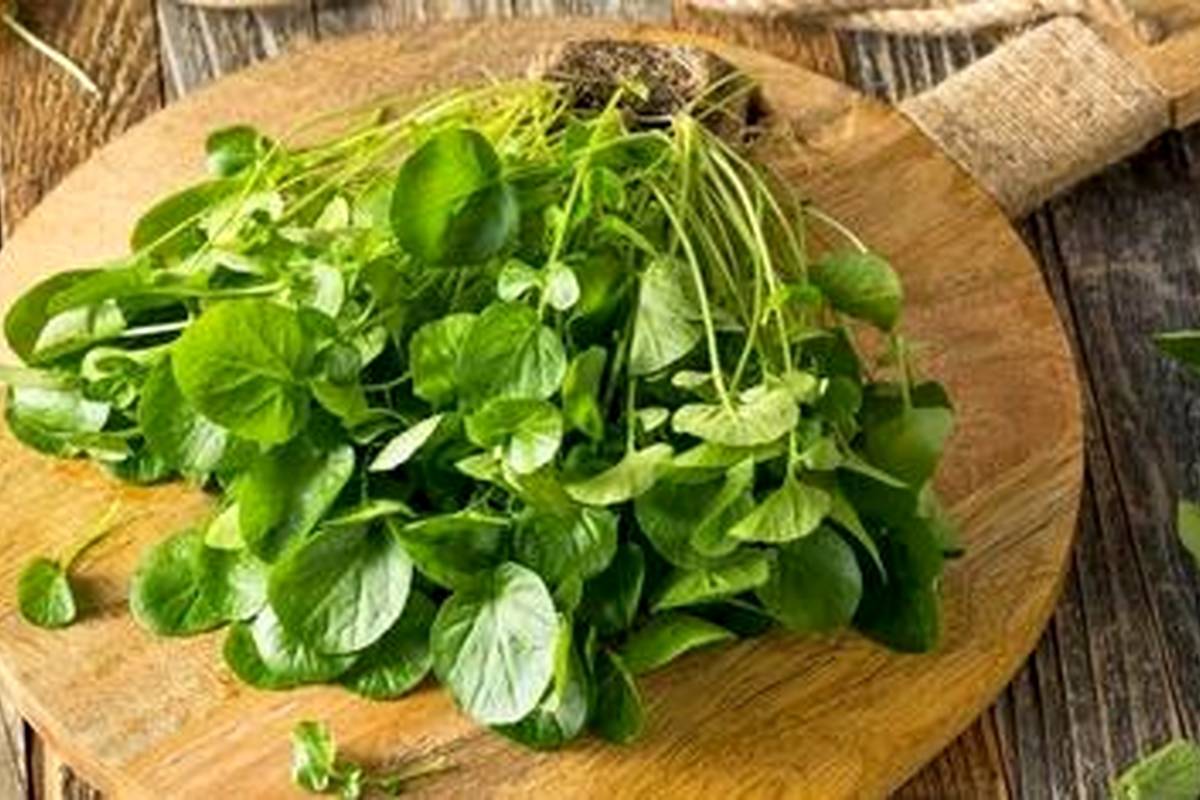 محققان سالمترین سبزی دنیا را معرفی کردند
