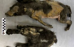  دو «توله‌گرگ» بعد از 14 هزار سال از زیر خاک‌های یخ‌زده بیرون آمدند 