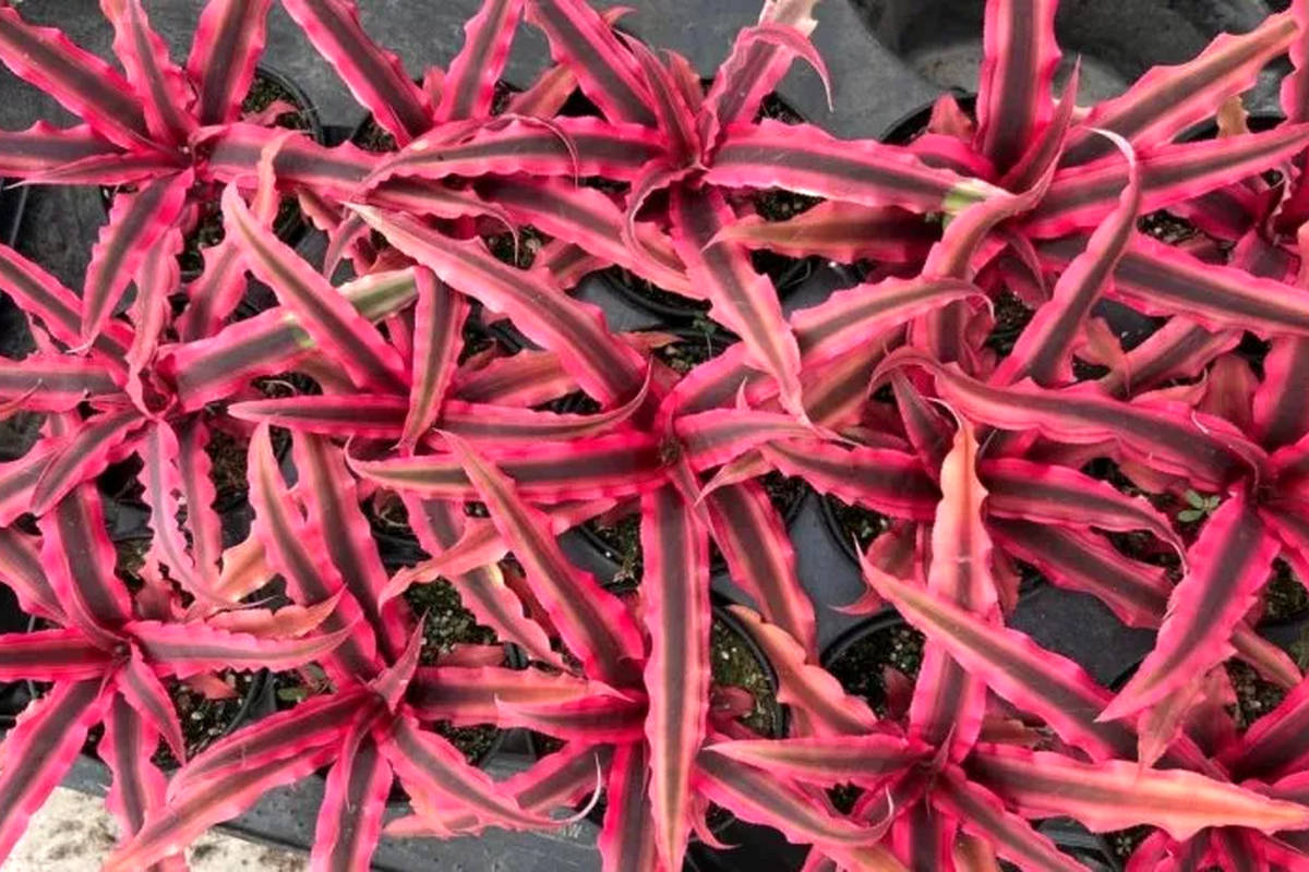  نگهداری و پرورش کریپتانتوس گیاه آپارتمانی خاص و زینتی