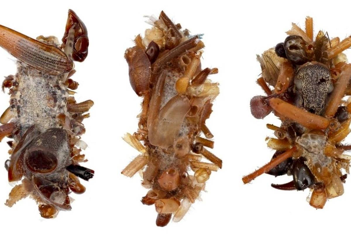 کشف یک «کرم» ترسناک که خودش را با «اعضای بدن حشرات مرده» می‌پوشاند
