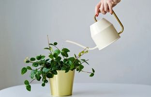 بهترین آب برای آبیاری گیاهان آپارتمانی چیست؟ آب شهری، تصفیه‌شده یا جوشیده؟