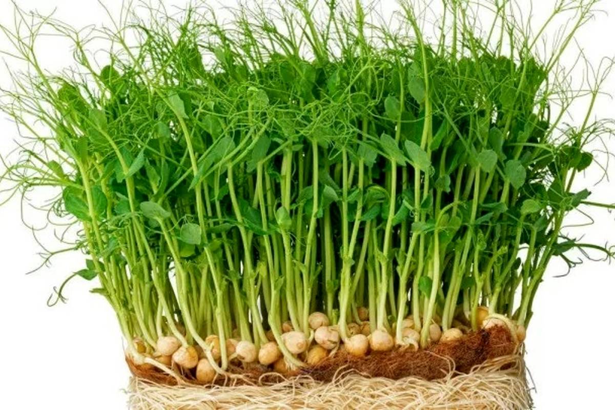 راهنمای سفره هفت سین ۱۴۰۴: چگونه سبزه نخود بکاریم؟