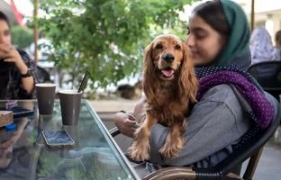 فروش سگ آزاد و بیرون بردن آن ممنوع است؟!