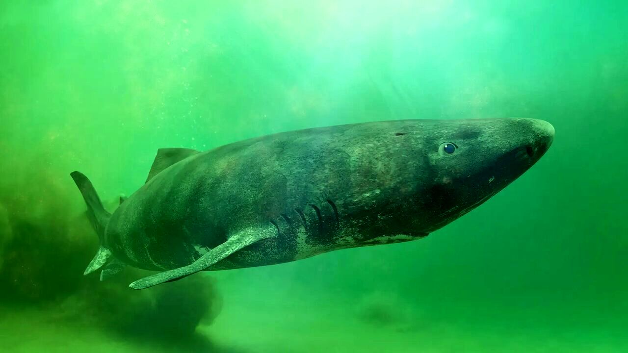 چطور ۴۰۰ سال زنده می‌ماند؟ / پیرترین موجود زنده جهان