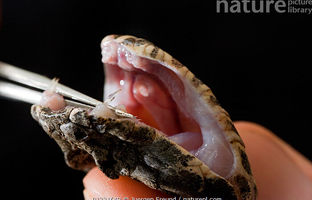 یک مار افعی با سه نیش / تهدیدی غیرمعمول و کشنده