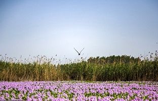 تصاویر تالاب آغوزبن بابل که در تسخیر شیطان‌ است! 