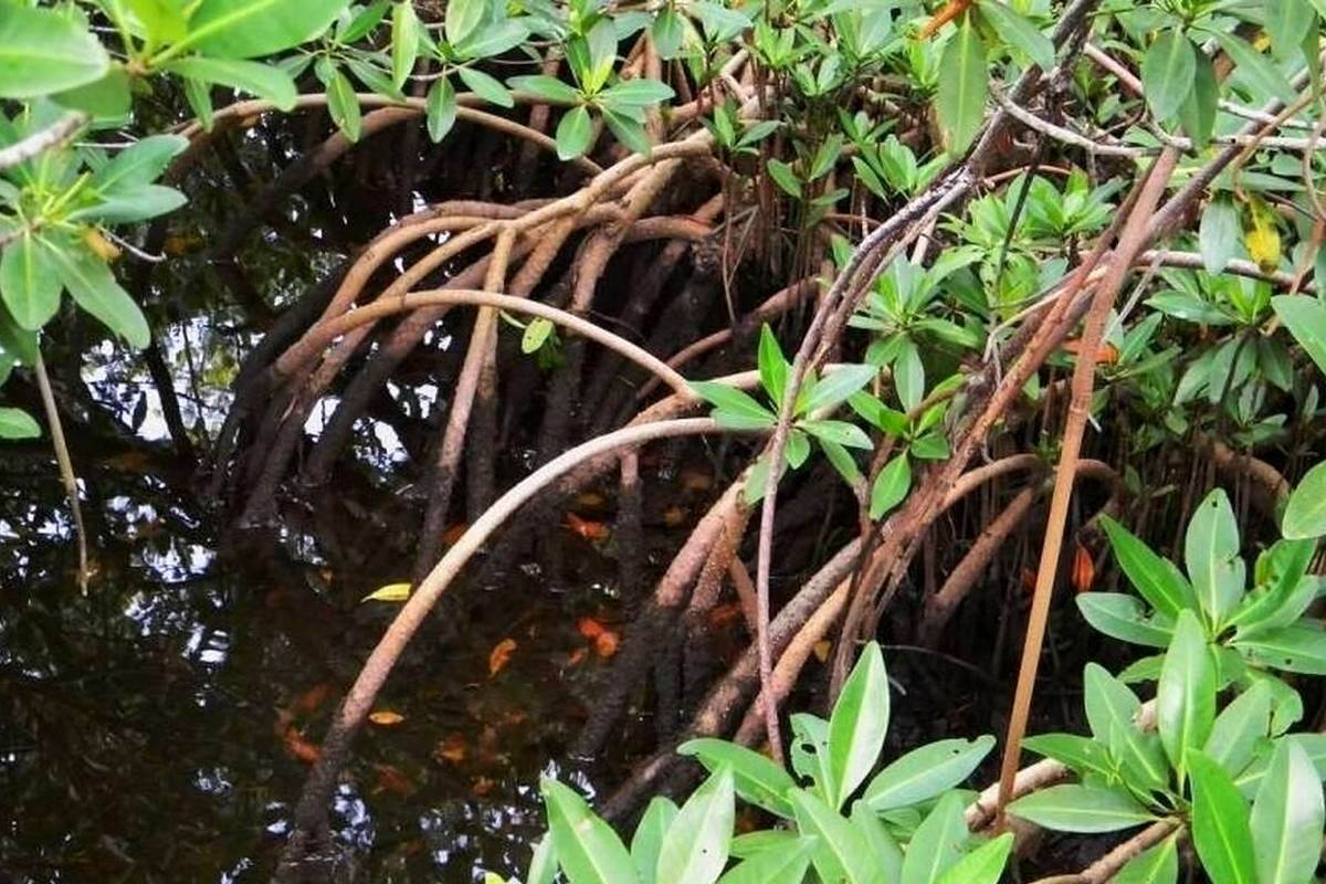 کالیر - کَندا؛ گیاهی مشهور به فریب معده که با «ارواح جنگل» ارتباط دارد و دو برگ آن دو هفته آدم را سیر میکند!