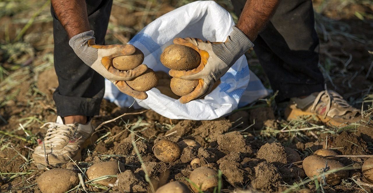 
آرامش به بازار سیب زمینی باز می‌گردد
