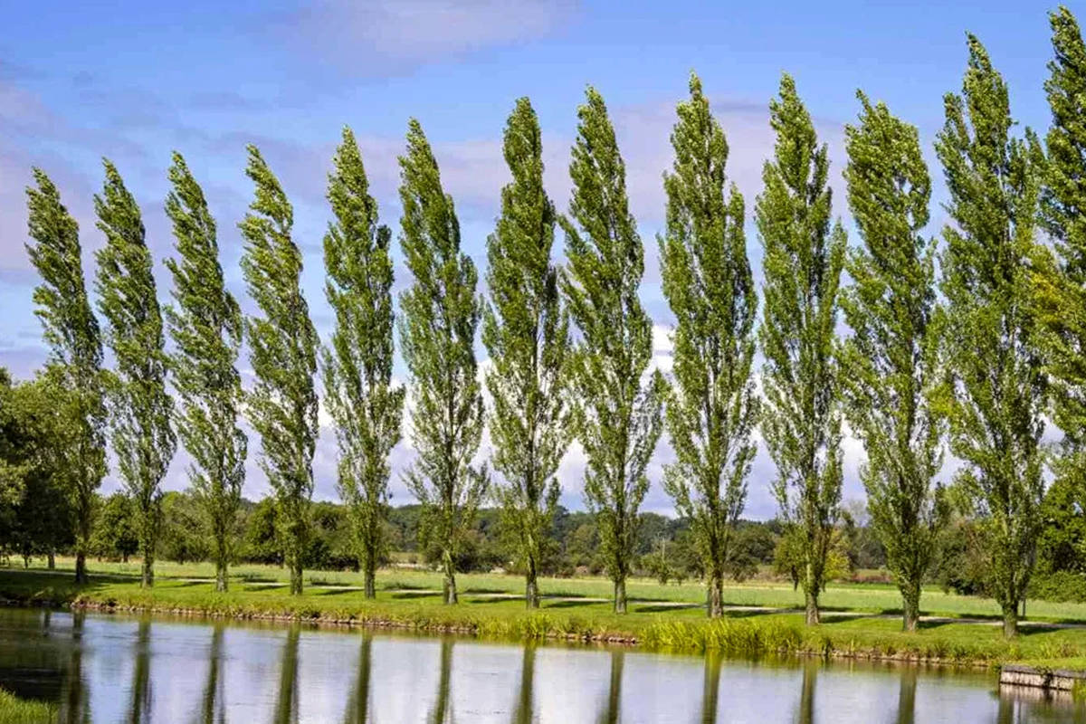 درختان صنوبر با یکدیگر صحبت میکنند!