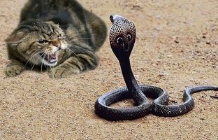 لحظه‌ای که مار زبان گربه را نیش زد/ کف کردن عجیب دهان گربه از نیش مار + ویدئو