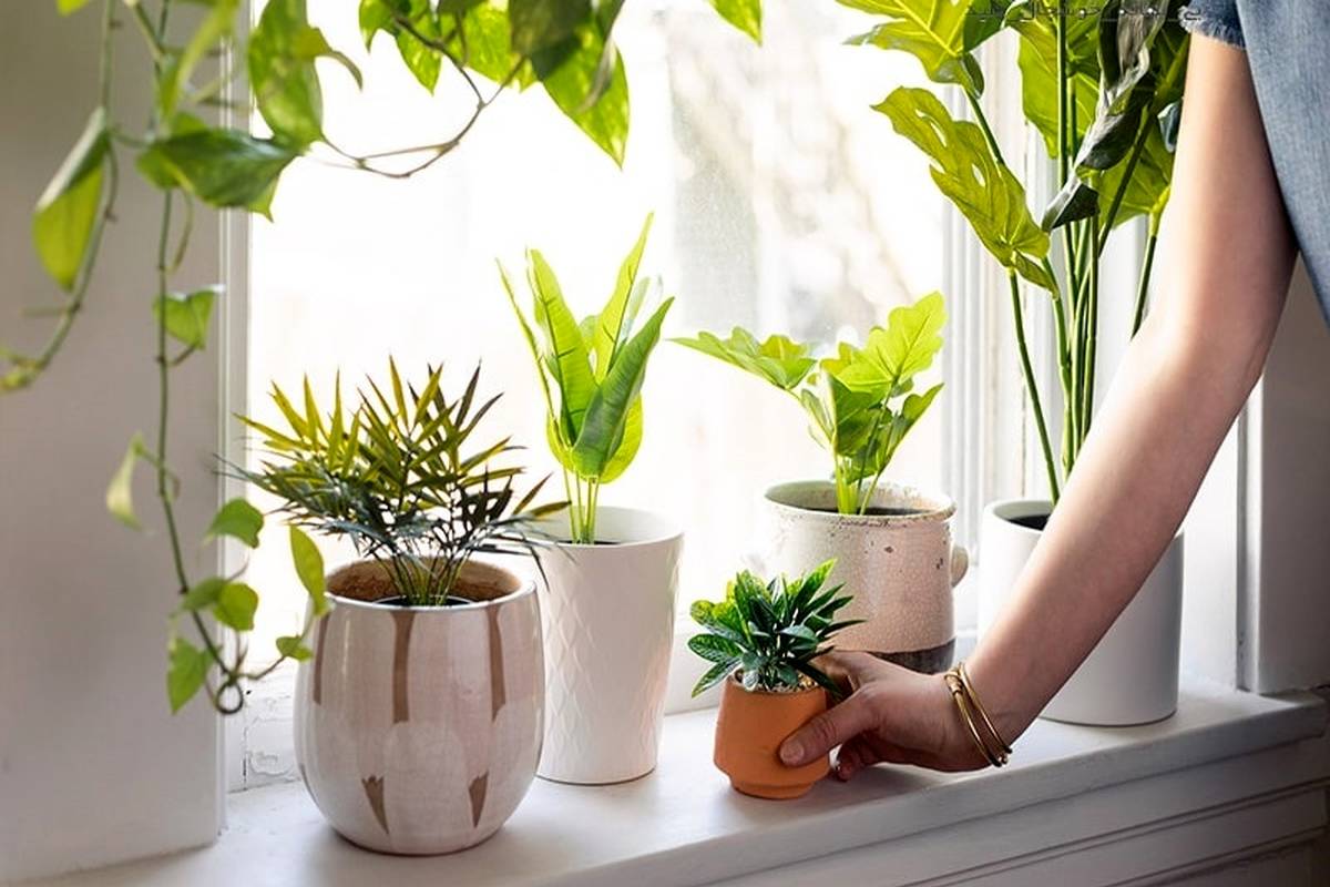 8 گیاه مینیاتوری زیبا برای دگرگون کردن دکوراسیون خانههای نقلی