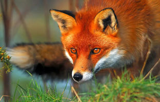 سرسره بازی نیمه شبی روباه‌های جوان در شهر جدید مهستان + ویدئو